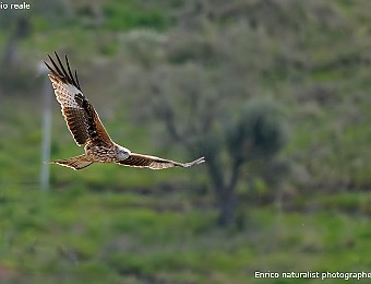 Animali 437